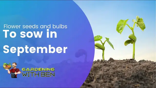 'Video thumbnail for Get Ready for Color: Flower Seeds and Bulbs to Sow in September!'