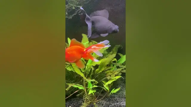 'Video thumbnail for 8" Black Moor Goldfish'