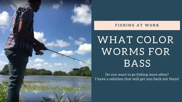 'Video thumbnail for What Color Worms For Bass?'