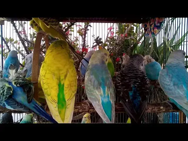 'Video thumbnail for 💕 How Budgies Changed My Life Forever'