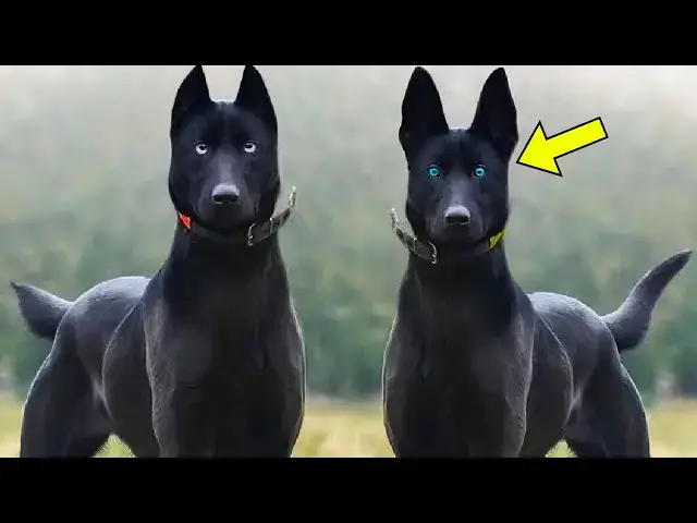 'Video thumbnail for The Most Dangerous Dog Breeds You Should Never Handle Alone'