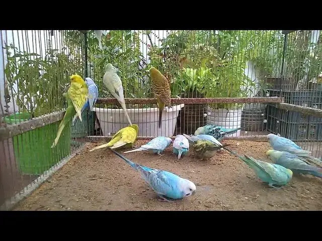'Video thumbnail for Baby Budgie Yawns – Cuteness Alert 😍'