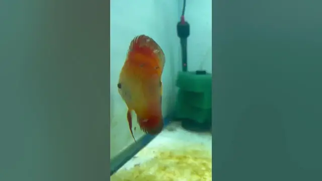 'Video thumbnail for Discus babies are starting to get their shape. #redmelon #discusbreeding #discuspair #bucketlist'