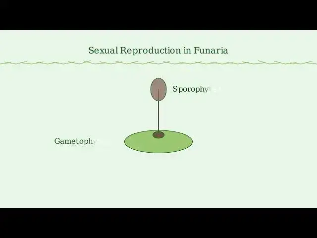 'Video thumbnail for Funaria - Structure, Characteristics, Reproduction'