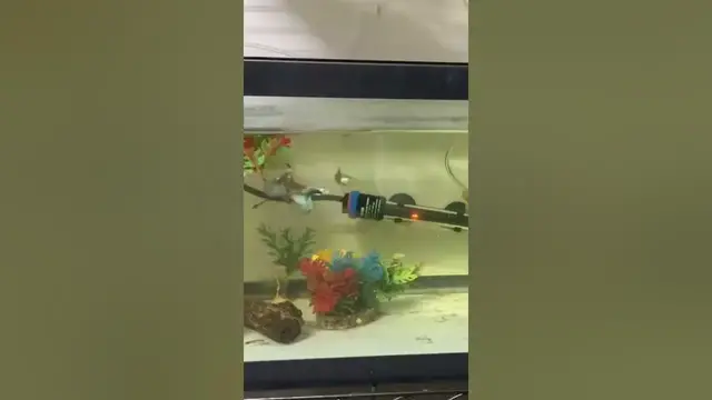 'Video thumbnail for Half black blue guppies'
