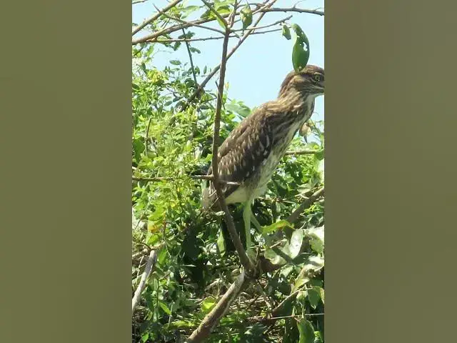 'Video thumbnail for baby birds sound at fields'