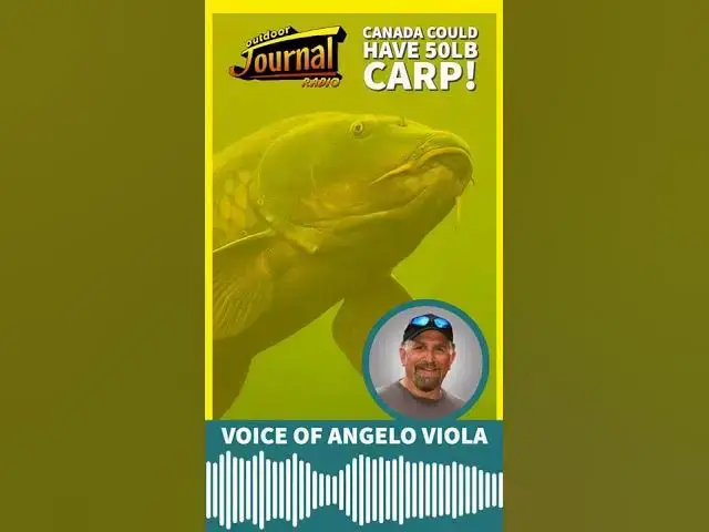 'Video thumbnail for Canada has 50lb Carp?! #shorts'