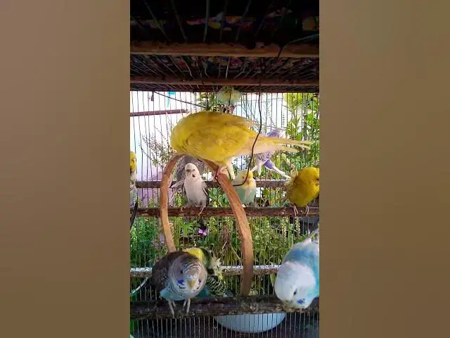 'Video thumbnail for This Amazon bird toy is SO COOL#birds#parrot #birdslover #budgis #lovebirds #budgiegar #cute #health'