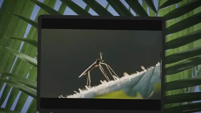 'Video thumbnail for Why Do Gnats Follow You – And How Do You Get Rid Of Them For Good?'