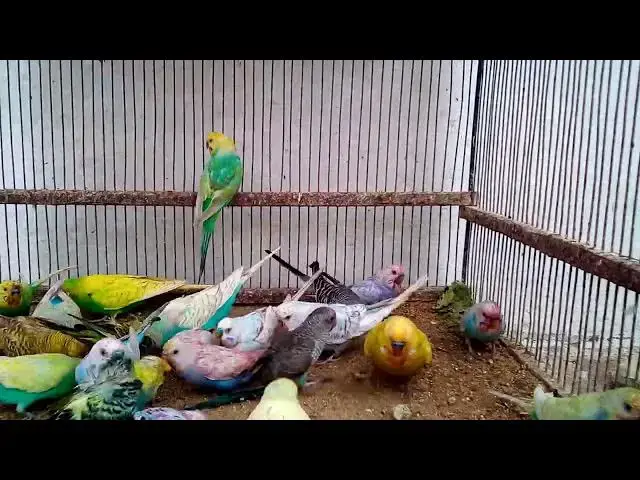 'Video thumbnail for Laughing Budgies Hilarious Sounds That Will Make You Smile! 😂✨'