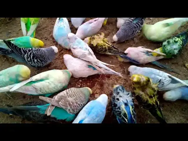 'Video thumbnail for Why Budgies Make the Best Pets A Day in the Life of My Happy Bird! 🌟❤️'