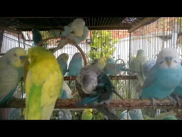 'Video thumbnail for 🌺 How to Keep Your Budgie Cool in Summer 🐤 Essential Tips 🪷'