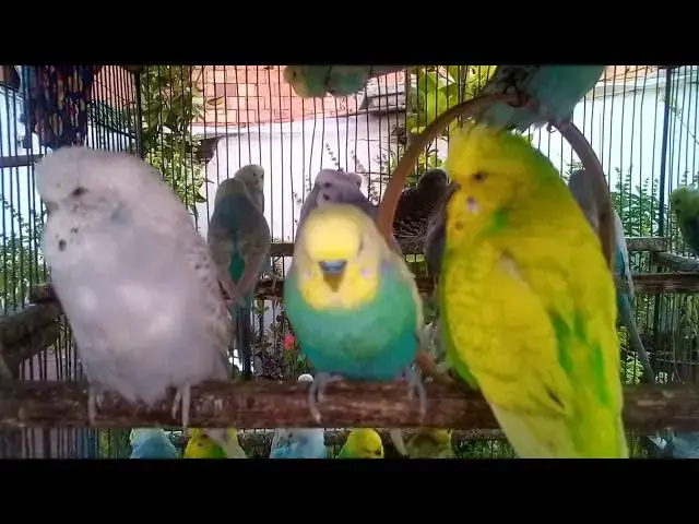 'Video thumbnail for Exploring the Vibrant Colors of Budgie Birds A Visual Guide'