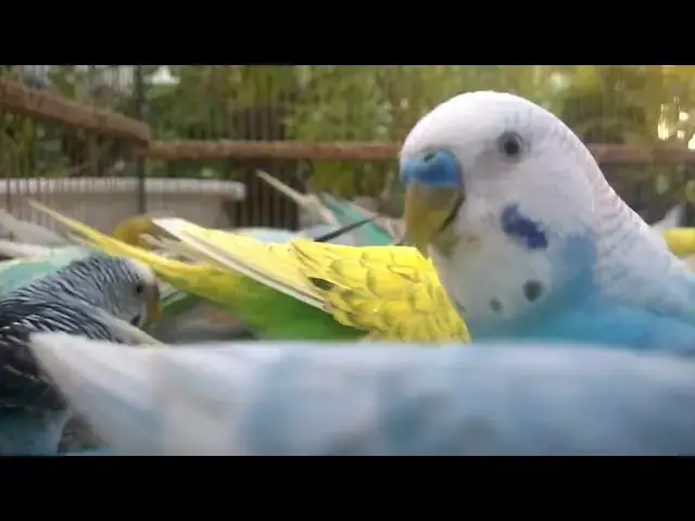 'Video thumbnail for 🐦 How to Identify Budgie Mutations 🌸 Beginner’s Guide to Colors'
