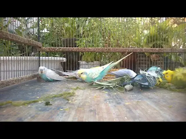 'Video thumbnail for 🌸 The Fascinating World of Budgie Mutations 🐦 Stunning Colors Await! 💰'