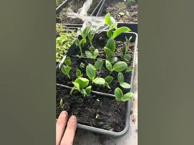 'Video thumbnail for Courgettes: The Gardeners’ Endless Harvest #courgettehumour #gardenlife #growyourown #shorts'