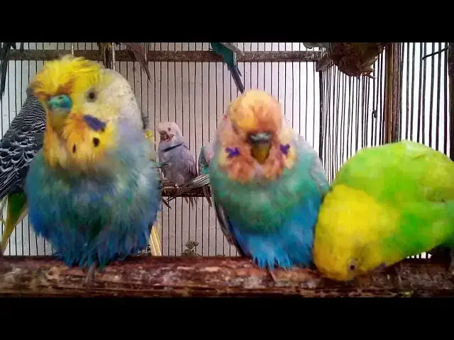 'Video thumbnail for Funny and Cute Budgie Sounds That Brighten Your Day! 😂💚✨'