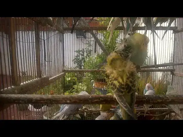 'Video thumbnail for Tame Your Budgie with Love Unlock Their Happiness! 💚✨ #Shorts'