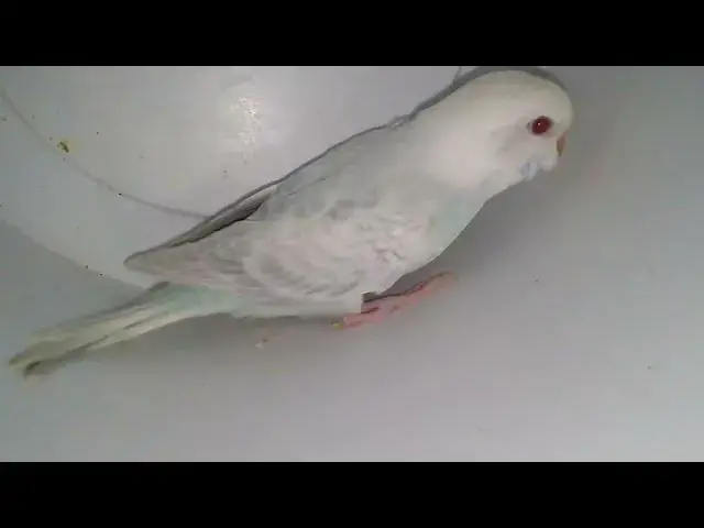 'Video thumbnail for Why Budgies Are the Most Colorful Pets You Can Own! 💖 #BudgieLife'