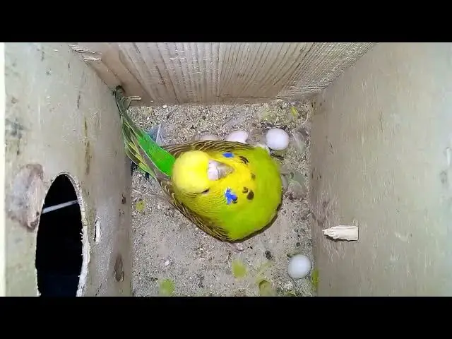 'Video thumbnail for Cuteness Overload The Most Beautiful Budgie Colors! 💖💚 #BudgieLife'