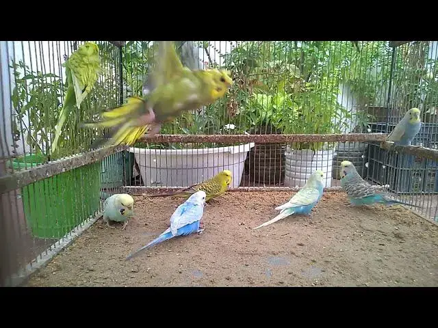 'Video thumbnail for The Art of Stillness – Birds in Focus 🎨🧘‍♂️'