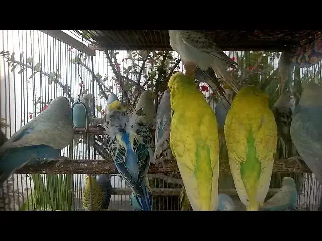 'Video thumbnail for 🐣 Breeding Budgies at Home A Beautiful Journey of Life'
