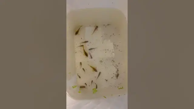 'Video thumbnail for Some green lasers and pygme cories I got from a buddy. #cw009 #corycatfish #corydoras'