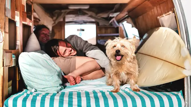 'Video thumbnail for Traveling with Pets: Tips, Pet-Friendly Hotels, and Airline Rules'