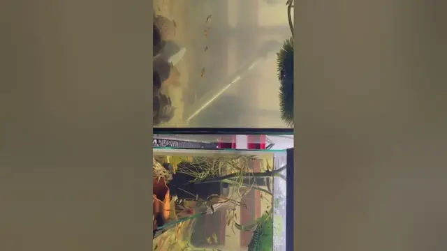 'Video thumbnail for Can you guess which one has plants #Naturalfiltration #plants #cleanwater #experiment #fishtank'