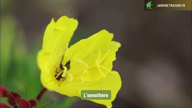 'Video thumbnail for 10 plantes à floraison jaune à planter dans son jardin'
