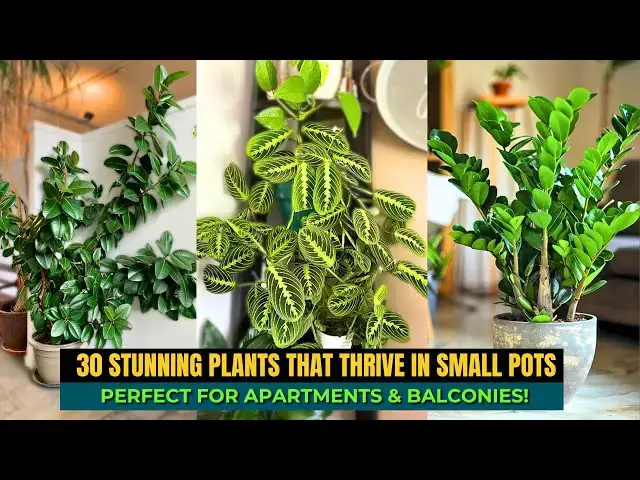 'Video thumbnail for 30 Best Plants To Grow In Small Pots'