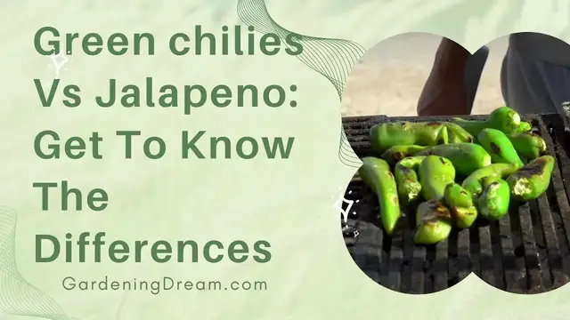 'Video thumbnail for Green chilies Vs Jalapeno Get To Know The Differences'