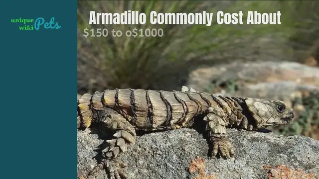 'Video thumbnail for How much do Armadillo lizards cost?'