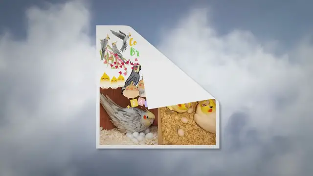 'Video thumbnail for Cockatiel breeding'