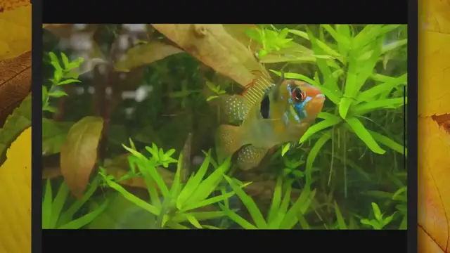 'Video thumbnail for Will Ammonia Kill Aquarium Plants? ( May Be! )'