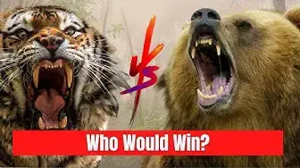 'Video thumbnail for Tiger vs Grizzly Bear - Which one is the Strongest?'