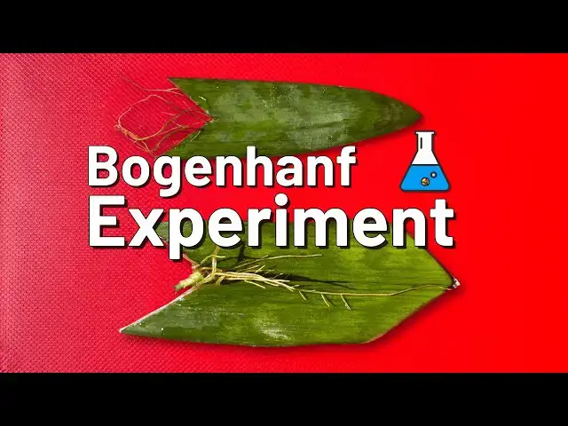 'Video thumbnail for Experiment Bogenhanf - Wuchsrichtung der Blätter'