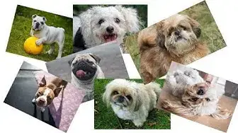 'Video thumbnail for What dog breeds have breathing problems?'