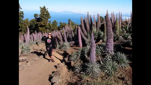 'Video thumbnail for Tajinasten die in den Himmel wachsen - Das Blütenwunder auf La Palma'