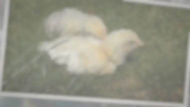 'Video thumbnail for How Long Do Chicks Need A Heat Lamp? Guide With Pictures'