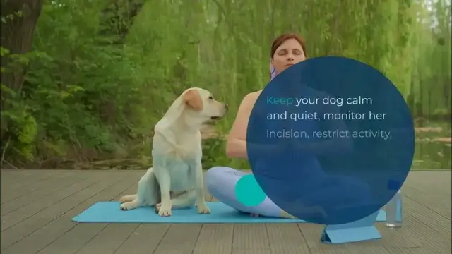 'Video thumbnail for Guide to Care for Dogs after spaying Post Spaying Tips and Precautions'