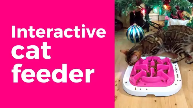 'Video thumbnail for Cat slow feeder - Bengals - #Short'