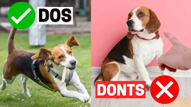 'Video thumbnail for Do's and Don'ts of Owning a Beagle'