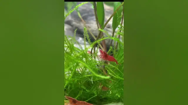 'Video thumbnail for Red Cherry Shrimp Combing Through Java Moss #redcherryshrimp #javamoss'