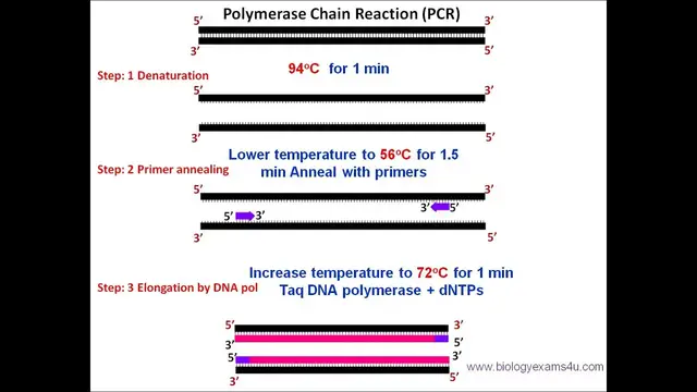 'Video thumbnail for Polymerase Chain Reaction (PCR) Steps, Requirements and Applications'