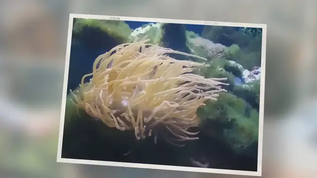 'Video thumbnail for How To Get Rid Of Green Hair Algae'