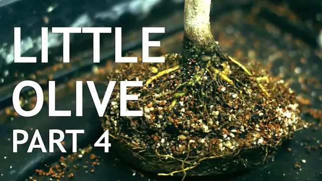 'Video thumbnail for Little Olive Bonsai, From Seed, part 4'