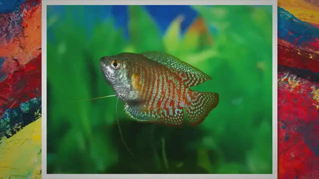 'Video thumbnail for Do Gouramis Need a Bubbler?'