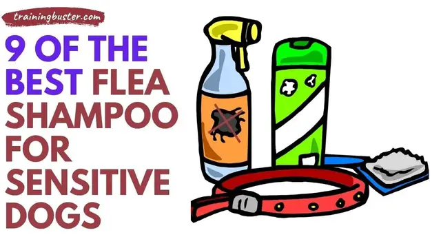 'Video thumbnail for 9 Of The Best Flea Shampoo for Sensitive Dogs'