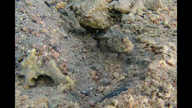 'Video thumbnail for Best goby fish with pistol shrimp'